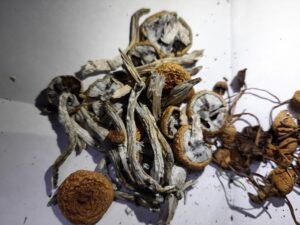 mazatec rituals, buy mazatapec magic mushrooms uk