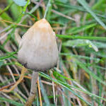 fresh liberty cap magic mushroom