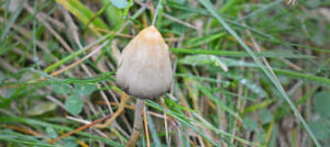 fresh liberty cap magic mushroom