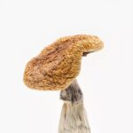 Golden Teacher Magic Mushrooms