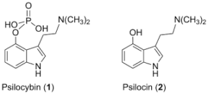 psilocybin to psilocin