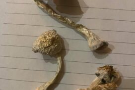 buy magic mushrooms online uk