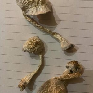 buy magic mushrooms online uk