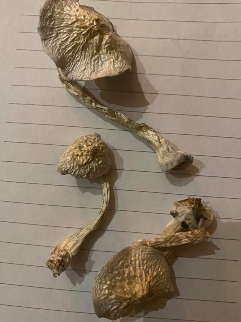 buy magic mushrooms online uk