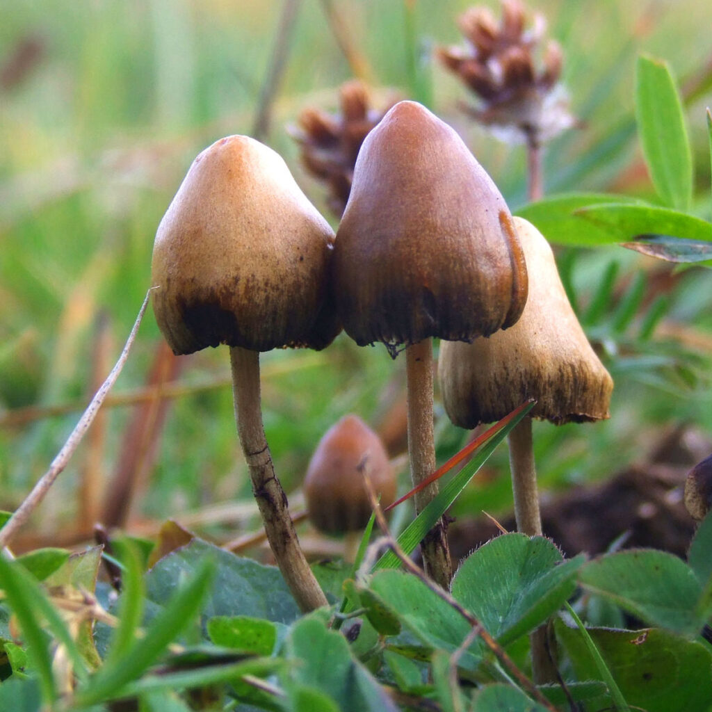 liberty caps psychedelic mushrooms