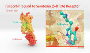 serotonin receptors psilocybin, shroom capsules