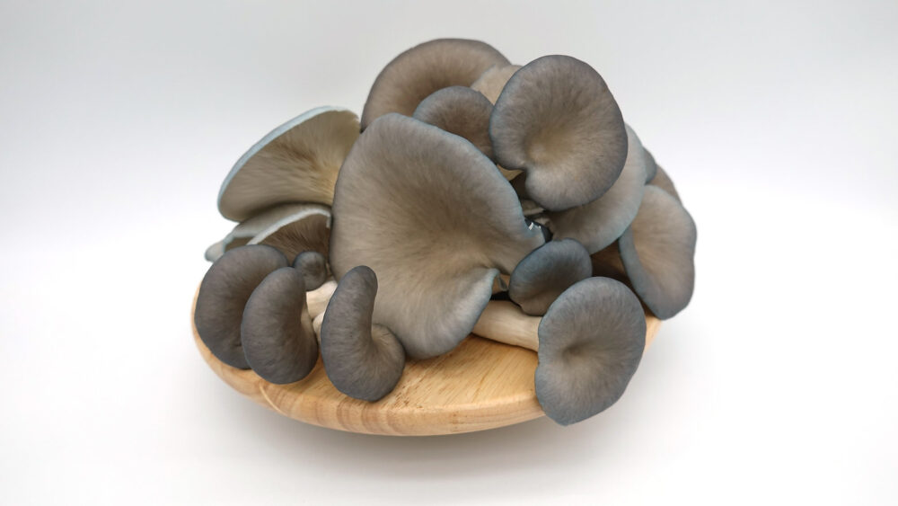 Buy Blue Oyster Mushrooms