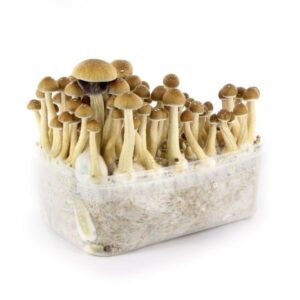 mazatapec magic mushrooms grow kit