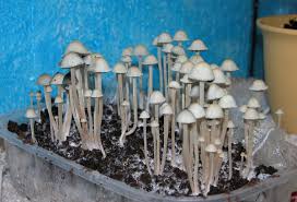 buy panaeolus cyanescens spores uk