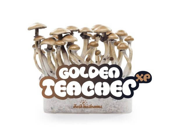 how to grow golden teacher mushrooms