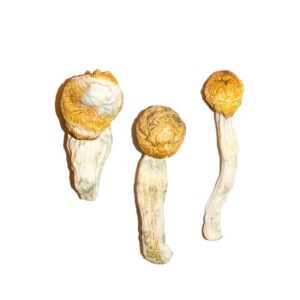 buy penis envy mushrooms in uk