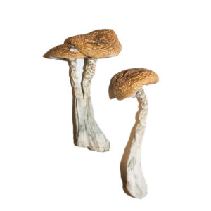 buy wavy caps mushrooms in uk