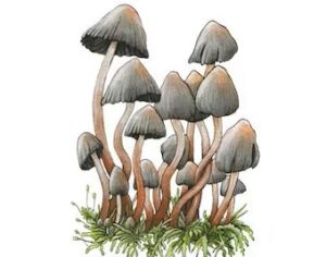 liberty cap mushrooms